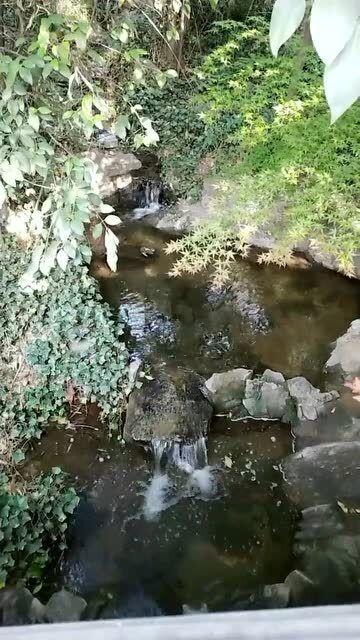 逃离棕榈树森林